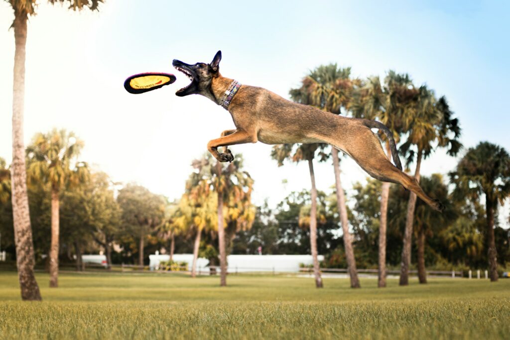 Chien sautant pour attraper un frisbee dans un parc